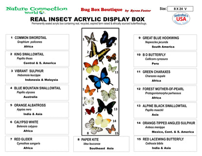 9082402 - Real Butterfly Acrylic Display Box - 8" X 24" - 15 Butterfly Wave