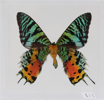 9050503 - Real Butterfly Acrylic Display Box - 5"X5" - Sunset Moth (Urania ripheus) - Ventral