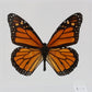 9050502 - Real Butterfly Acrylic Display Box - 5"X5" - Monarch Butterfly (Danaus plexippus)