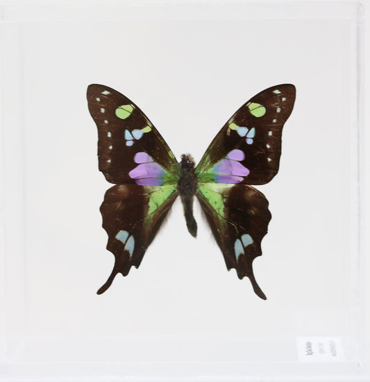 9050510 - Real Butterfly Acrylic Display Box - 5"X5" - Purple Spotted Swallowtail (Graphium weiskei)