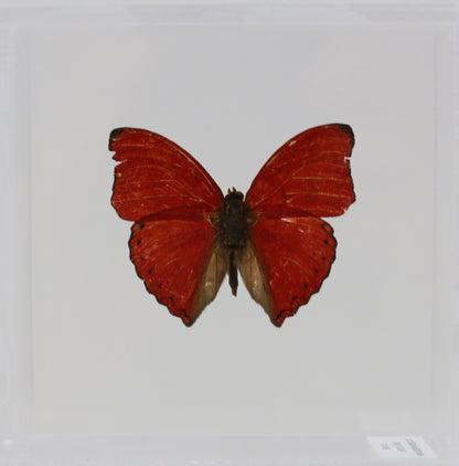 9040404 - Real Butterfly Acrylic Display Box - 4" X 4" - Red Glider Butterfly (Cymothoe sangaris).