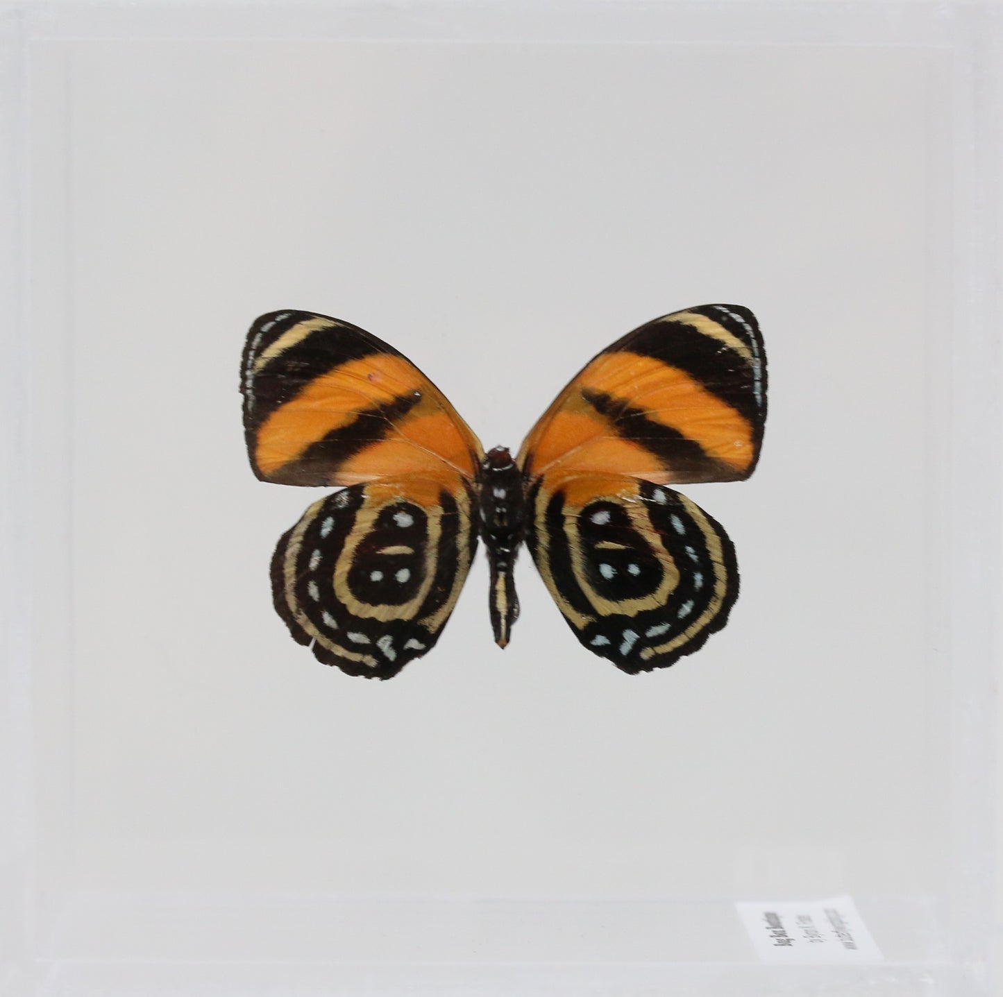9040406 - Real Butterfly Acrylic Display Box - 4"X4" - BD Butterfly (Callicore cynosura )  - Ventral