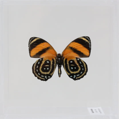 9040406 - Real Butterfly Acrylic Display Box - 4"X4" - BD Butterfly (Callicore cynosura )  - Ventral