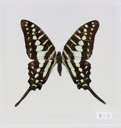 9040409 - Real Butterfly Acrylic Display Box - Common Swordtail Butterfly (Graphium policenes)