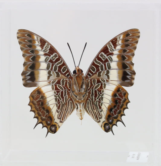 9040411 - Real Butterfly Acrylic Display Box - White-Barred Emperor Butterfly (Charaxes brutus) - Ventral