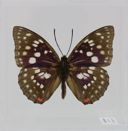 9050514 - Real Butterfly Acrylic Display Box - 5"X5" - Great Purple Emperor Butterfly (Sasakia charonda)