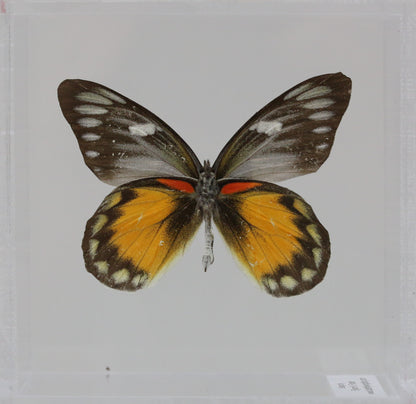 9040415 -Real Butterfly Acrylic Display Box - 4"X4" - Red Spot Jezebel Butterfly (Delias zubuda) - Male - Ventral