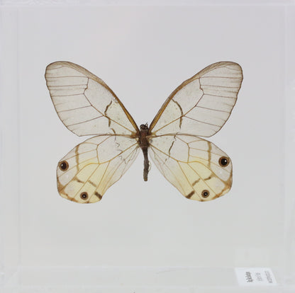 9040417 - Real Butterfly Acrylic Display Box - Amber Phantom Glasswing Butterfly (Haetera piera)