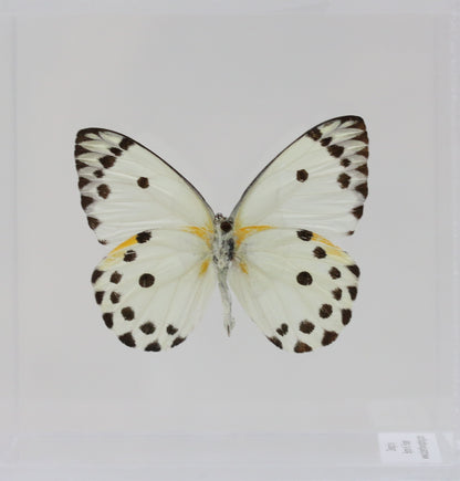 9040420 - Real Butterfly Acrylic Display Box - 4"X4" - Calypso White Butterfly (Belenois calypso) - Ventral