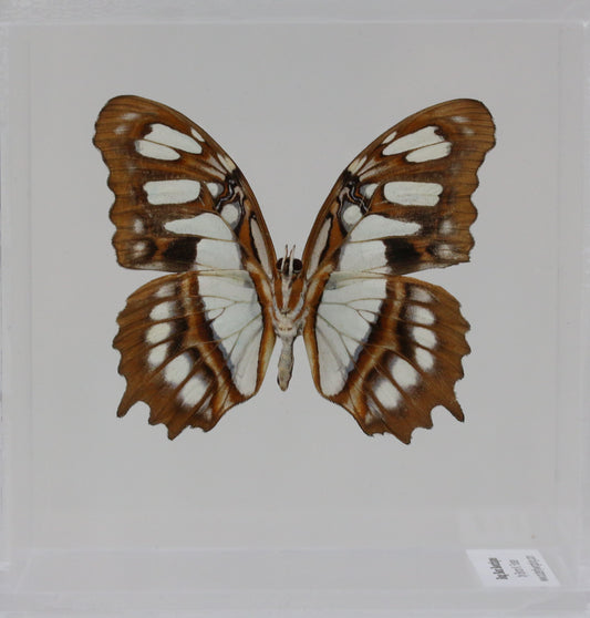 9040422 - Real Butterfly Acrylic Display Box - 4"X4" - Malachite Butterfly (Victorina stelenes) - Ventral