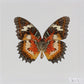 9040423 - Real Butterfly Acrylic Display Box - 4"X4" - Malay Lacewing Butterfly (Cethosia hypsea hypsina) -Ventral