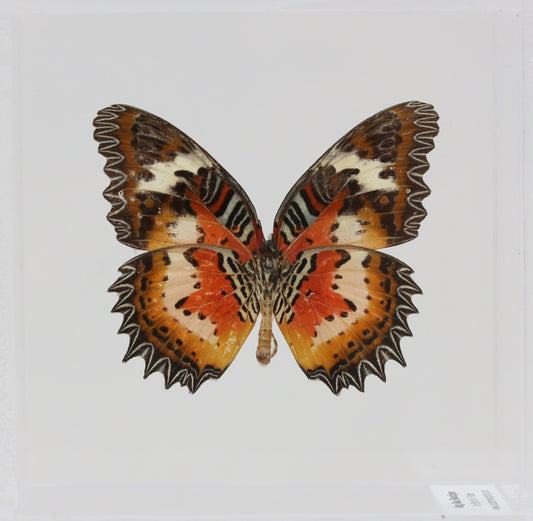 9040423 - Real Butterfly Acrylic Display Box - 4"X4" - Malay Lacewing Butterfly (Cethosia hypsea hypsina) -Ventral