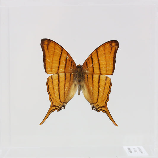 9040425 - Real Butterfly Acrylic Display Box - 4"X4" - Ruddy Daggerwing (Marpesia petreus)