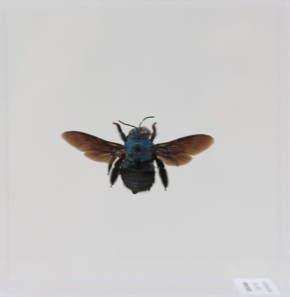 9040502 - Real Bug Acrylic Display Box - 4"X4" - Asian Blue Carpenter Bee (Xylocopa caerulea)