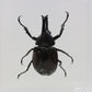9040503 - Real Bug Acrylic Display Box - 4"X4" - Rhinoceros Beetle (Xylotrupes gideon) - Male