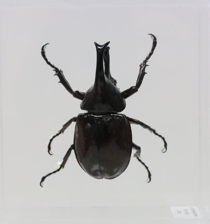 9040503 - Real Bug Acrylic Display Box - 4"X4" - Rhinoceros Beetle (Xylotrupes gideon) - Male