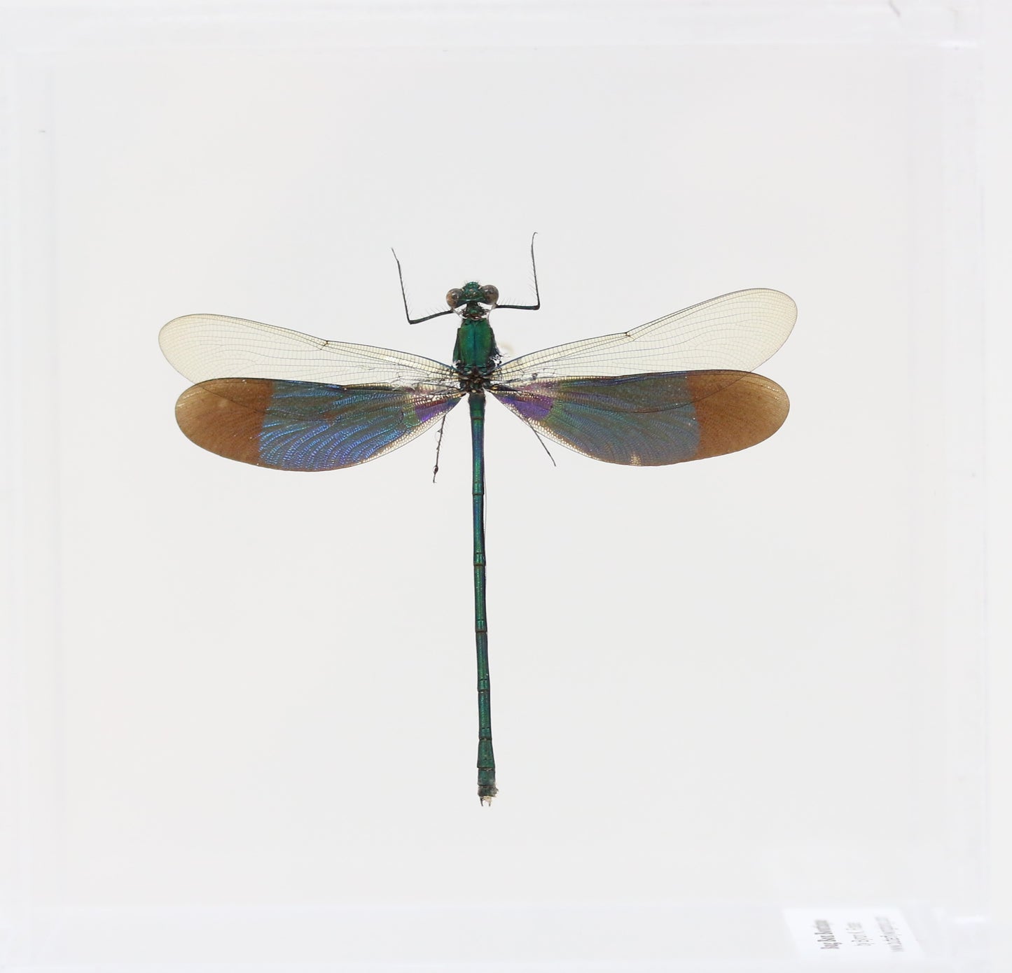 9040504 - Real Bug Acrylic Display Box - 4"X4" - Stream Glory Damselfly (Neurobasis chinensis) - Male