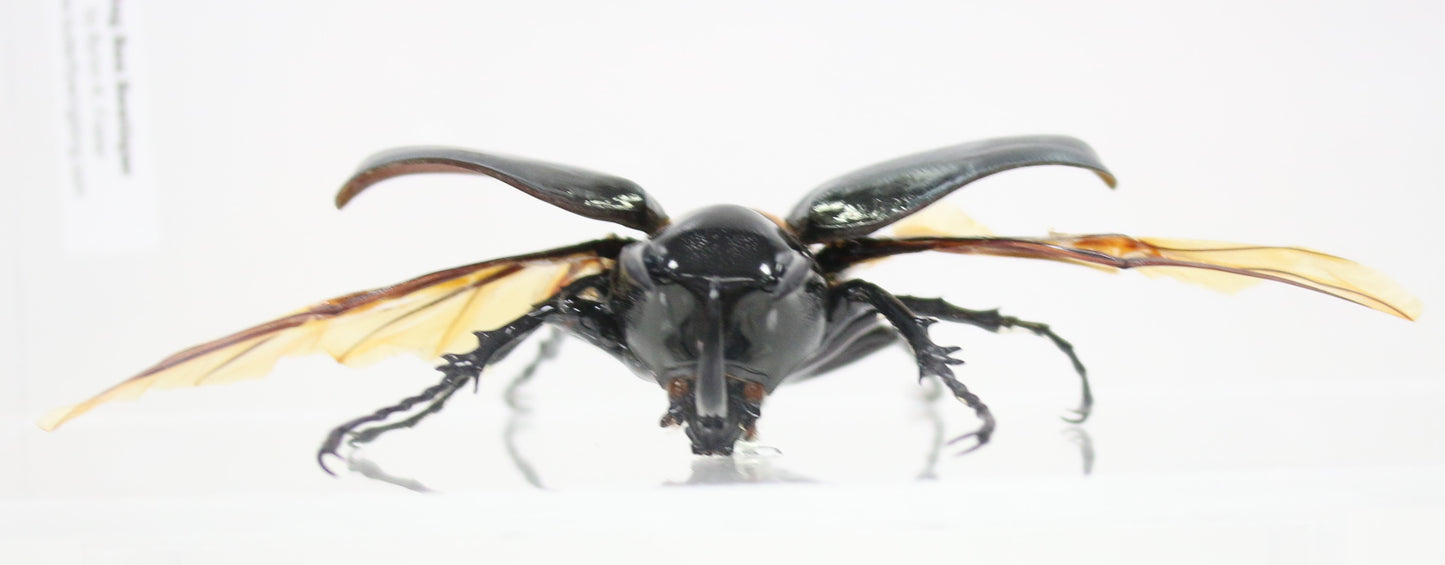 9050801 - Real Bug Acrylic Display Box - 5"X8" - Caucasus Atlas Beetle (Chalcosoma caucasus) - Spread Male
