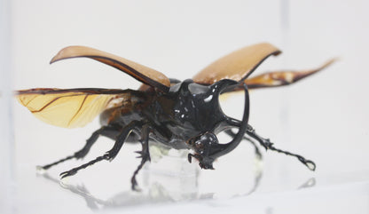 9050802 - Real Bug Acrylic Display Box - 5" X 8" - 5 Horn Hercules Beetle (Eupatorus gracilicornis) - Spread Male