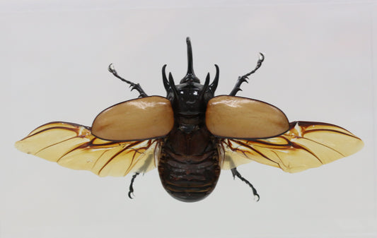 9050802 - Real Bug Acrylic Display Box - 5" X 8" - 5 Horn Hercules Beetle (Eupatorus gracilicornis) - Spread Male