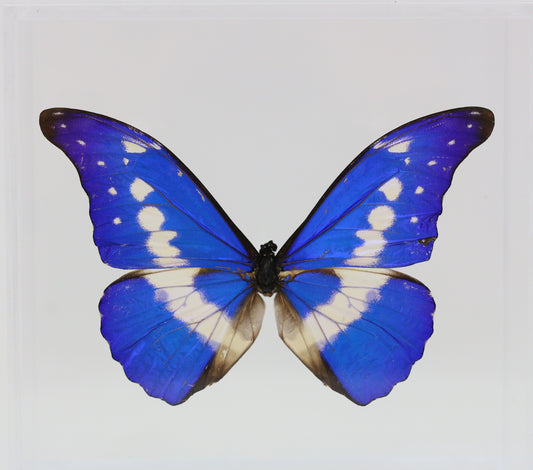 9070701 - Real Butterfly Acrylic Display Box - 7" X 7" - Helena Morpho  (Morpho rhetenor helena) - Male