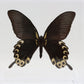 9070735 - Real Butterfly Acrylic Display Box - 7" X 7" - Indonesian Giant Swallowtail (Papilio deiphobus deiphobus)