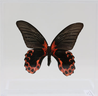 9060606 - Real Butterfly Acrylic Display Box - 6" X 6" - Scarlet Mormon (Papilio rumanzovia) - Ventral