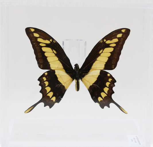 9060607 - Real Butterfly Acrylic Display Box - 6" X 6" - King Swallowtail (Papilio thoas)