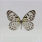 9060608 - Real Butterfly Acrylic Display Box - 6" X 6" - Paper Kite Butterfly (Idea leuconoe)