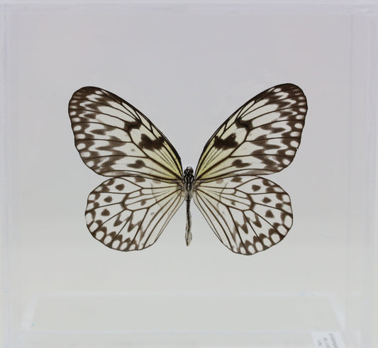 9060608 - Real Butterfly Acrylic Display Box - 6" X 6" - Paper Kite Butterfly (Idea leuconoe)