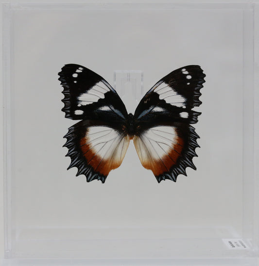 9060615 - Real Butterfly Acrylic Display Box - Madagascar Diadem Butterfly (Hypolimnas dexithea)