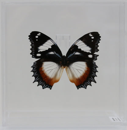 9060615 - Real Butterfly Acrylic Display Box - 6"X6" - Madagascar Diadem Butterfly (Hypolimnas dexithea)