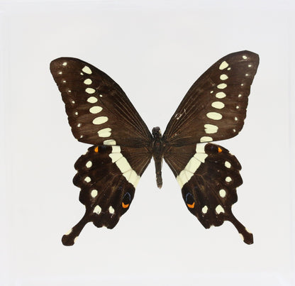 9060617 - Real Butterfly Acrylic Display Box - 6" X 6" - African Giant Swallowtail (Papilio lormieri)