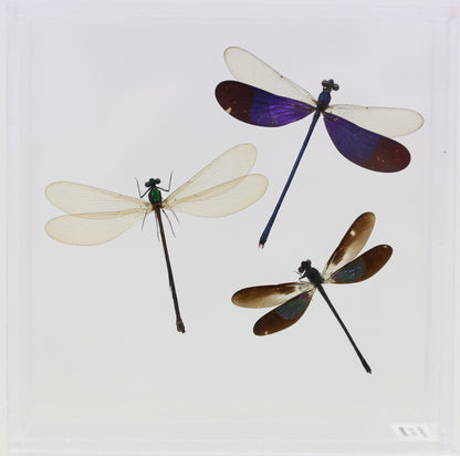 9060701 - Real Bug Acrylic Display Box - 6" X 6" - 3 Damselflies - #1