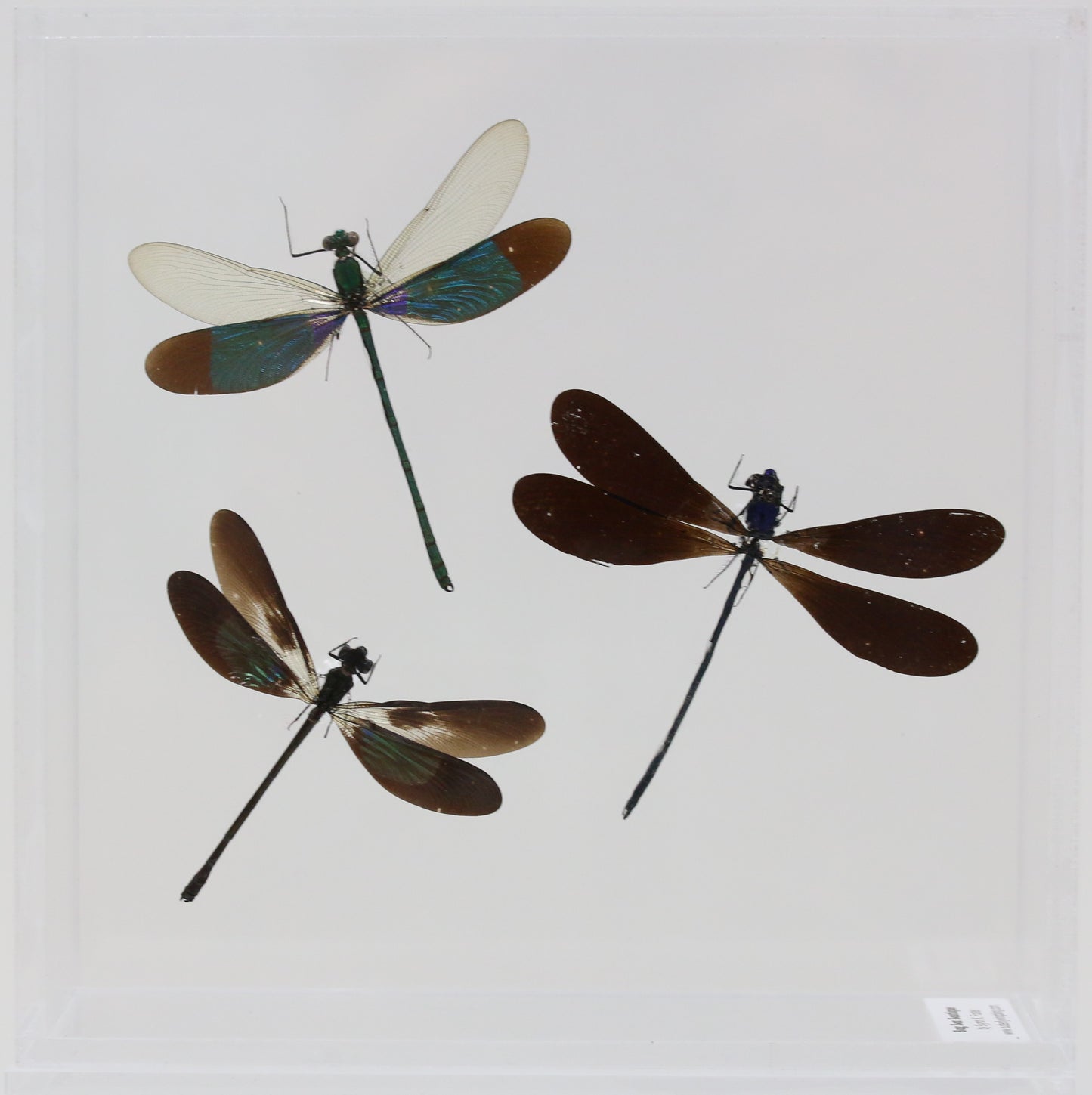 9060702 - Real Bug Acrylic Display Box - 6" X 6" - 3 Damselflies - #2