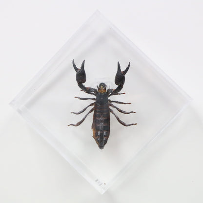 9060704 - Real Bug Acrylic Display Box - 6" X 6" - Diamond - Giant Forest Scorpion (Heterometrus laoticus).