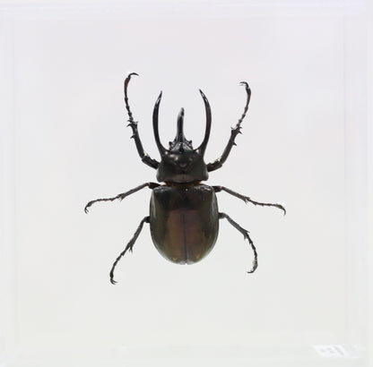 9060706 - Real Bug Acrylic Display Box - 6" X 6" - Atlas Beetle (Chalcosoma atlas keyboh)