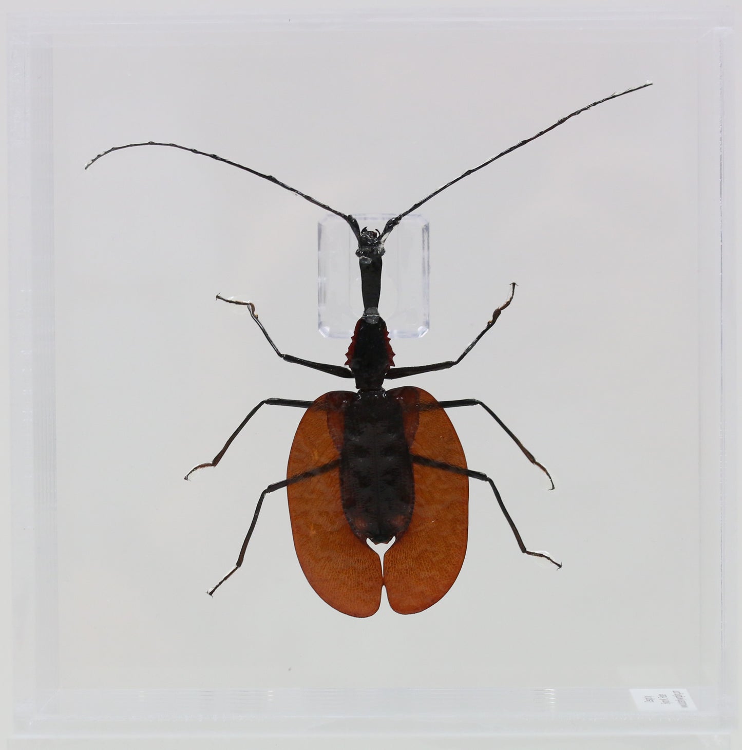 9060708 - Real Bug Acrylic Display Box - 6" X 6" - Violin Beetle (Mormolyce phyllodes)