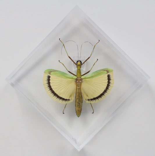 9060711 - Real Bug Acrylic Display Box - 6" X 6" - Yellow Wing Walking Stick (Tagesoidea nigrofasciata) - Female - Diamond