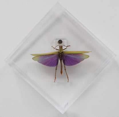 9060712 - Real Bug Acrylic Display Box - 6" X 6" - Diamond - Giant Purple Grasshopper (Lophacris albipes) - Male