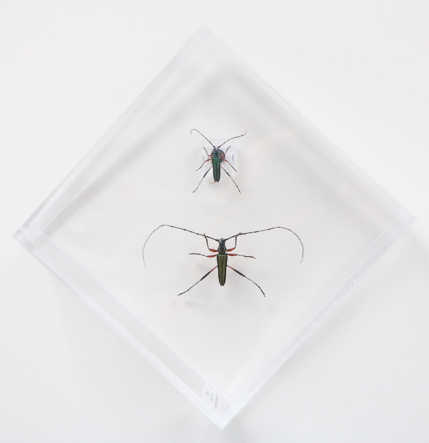 9060713 - Real Bug Acrylic Display Box - 6" X 6" - Emerald Green Longhorn Beetle (Chloridulum promissum - Pair