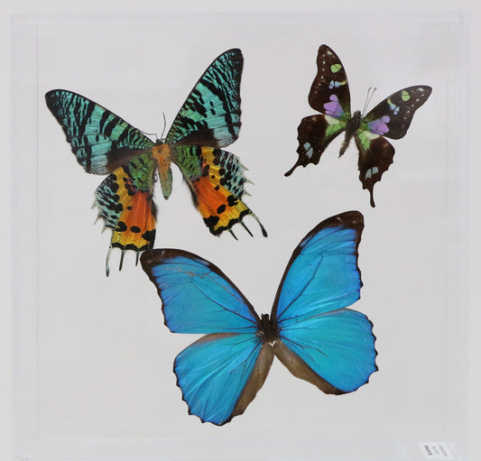 9080801 - Real Butterfly Acrylic Display Box - 8" X 8" - Trio
