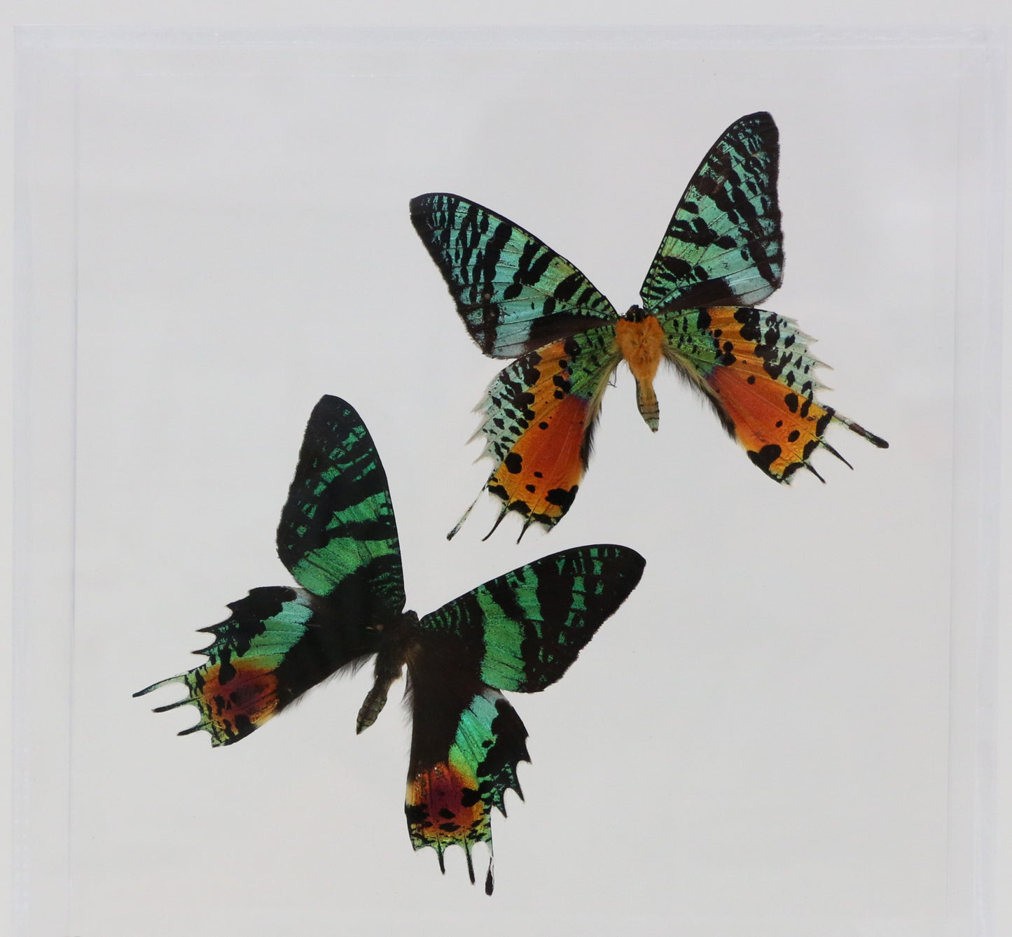 9080802 - Real Butterfly Acrylic Display Box - 8" X 8" - Sunset Moth (Urania ripheus) - Dorsal & Ventral