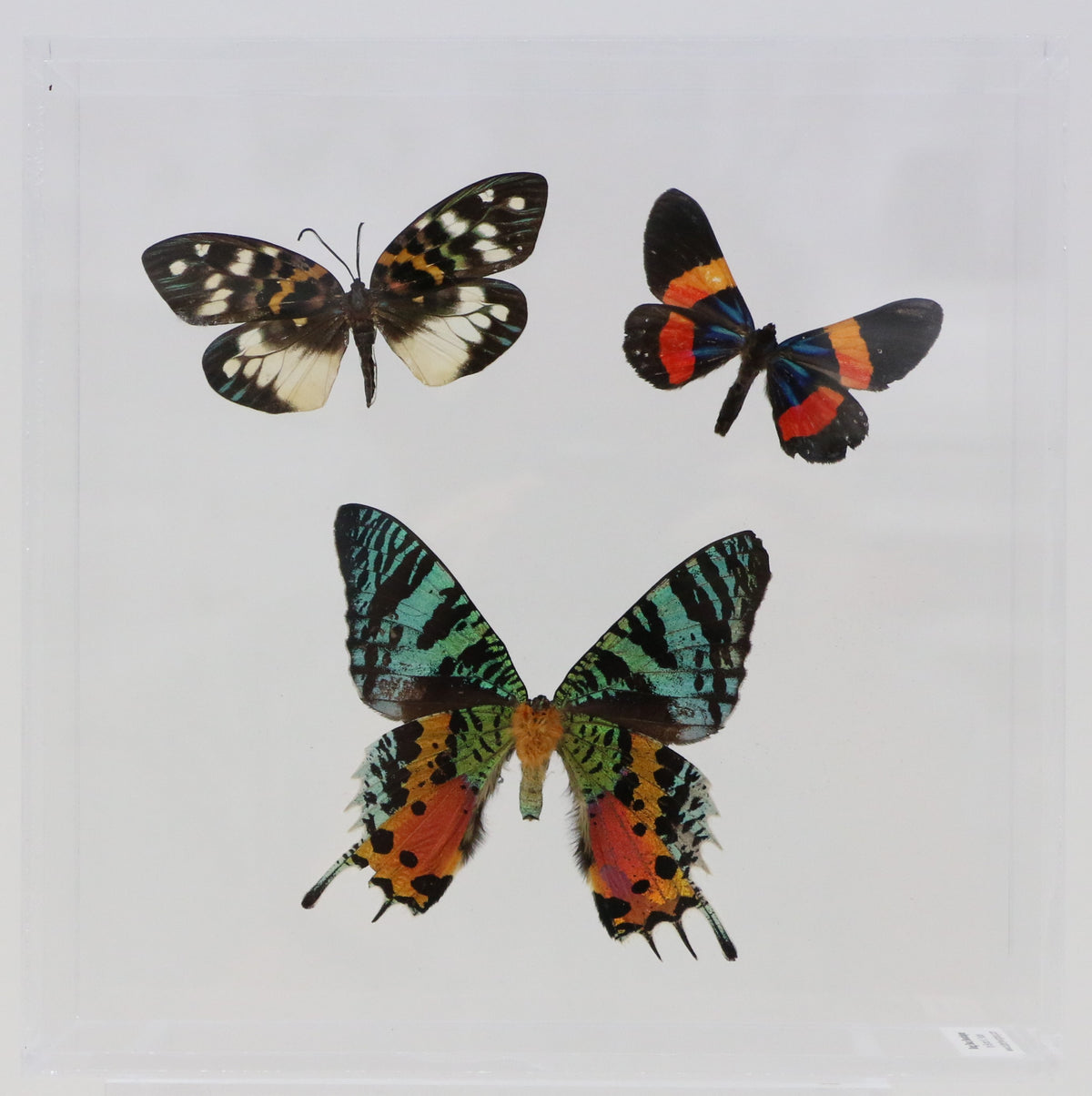 9080803 - Real ButterflyAcrylic Display Box - 8" X 8" - Day Flying Moths