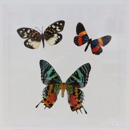 9080803 - Real ButterflyAcrylic Display Box - 8" X 8" - Day Flying Moths