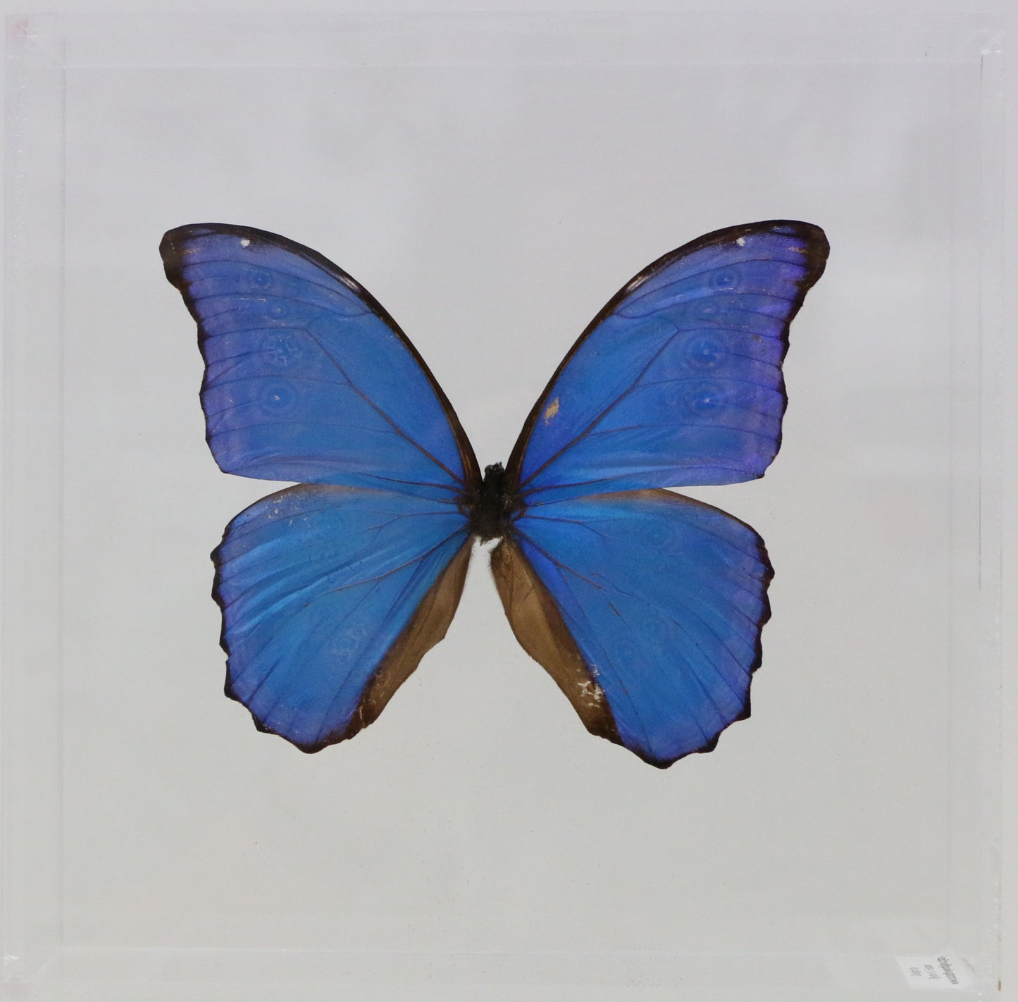 9080806 - Real Butterfly Acrylic Display Box - 8" X 8" - Giant Blue Morpho