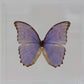 9080807 - Real Butterfly Acrylic Display Box - 8" X 8" - Godarti Morpho (Morpho didius godarti)