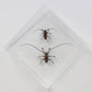 9080850 - Real Bug Acrylic Display Box - 8" X 8" - Longhorn Beetles