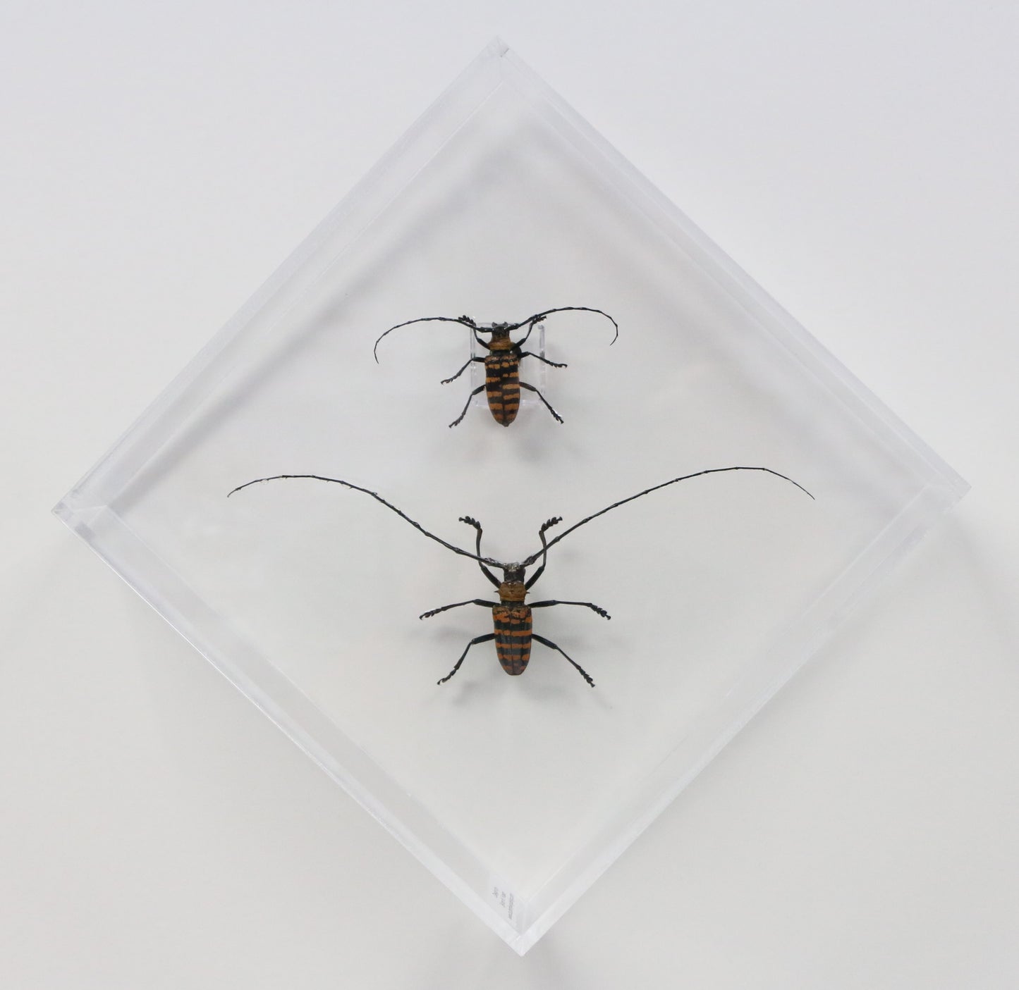 9080850 - Real Bug Acrylic Display Box - 8" X 8" - Longhorn Beetles