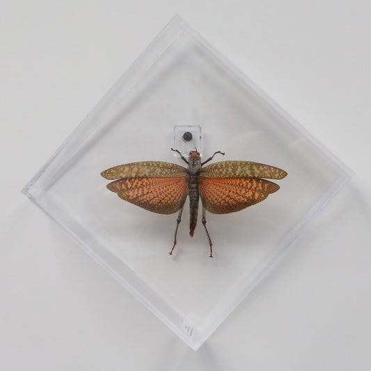 9080851 - Real Bug Acrylic Display Box - 8" X 8" - Diamond - Giant Grasshopper - Female